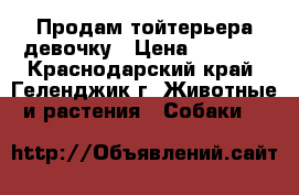 Продам тойтерьера девочку › Цена ­ 2 000 - Краснодарский край, Геленджик г. Животные и растения » Собаки   